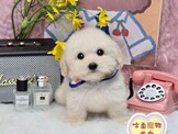 點選圖片可放大
