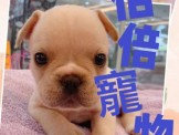 點選圖片可放大