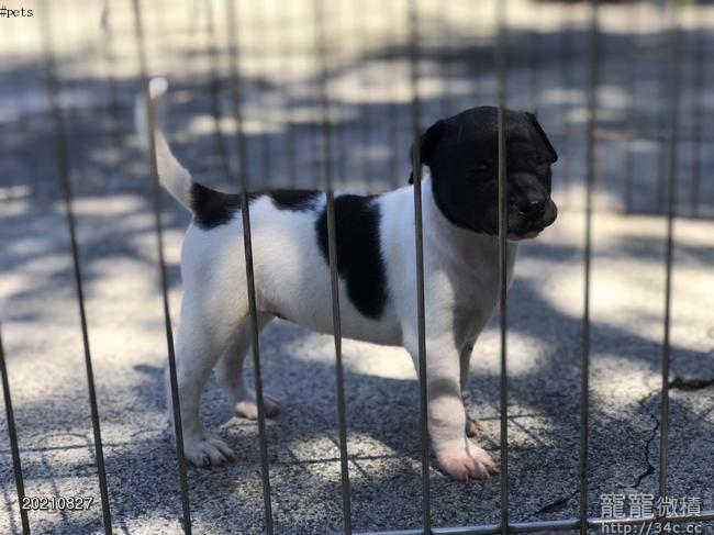 最專業的台灣犬犬舍 屏東德協犬舍 賣台灣土狗 寵寵微積手機版