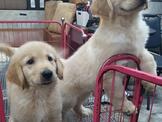黃金獵犬：黃金獵犬.頭大骨粗.深棕色.淺棕色都有39999起.