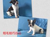 點選圖片可放大