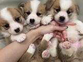 府城名犬舍❤️ 眾多柯基犬 三色 雙色 讓您挑選