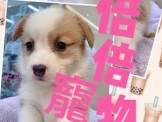 點選圖片可放大