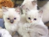 點選圖片可放大