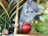 點選圖片可放大
