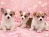 府城名犬舍❤️ 眾多柯基犬 三色 雙色 讓您挑選