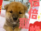 點選圖片可放大