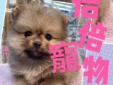 點選圖片可放大
