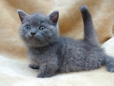 目前有曼赤肯：藍，白，藍白，棕，奶油，黑，漸層小貓