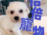 點選圖片可放大