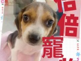 點選圖片可放大