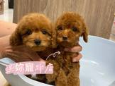 點選圖片可放大