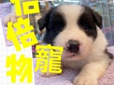 點選圖片可放大