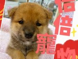 點選圖片可放大