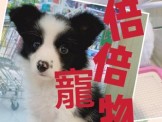 點選圖片可放大