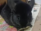點選圖片可放大