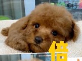 點選圖片可放大