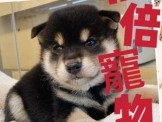 點選圖片可放大