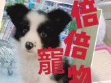 點選圖片可放大