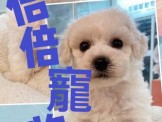 點選圖片可放大