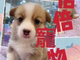 點選圖片可放大