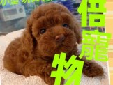 點選圖片可放大