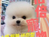 點選圖片可放大