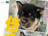 點選圖片可放大