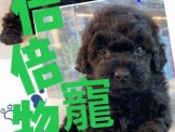 點選圖片可放大