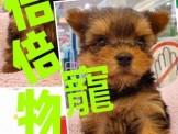 點選圖片可放大