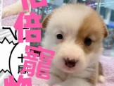 點選圖片可放大