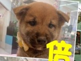 點選圖片可放大