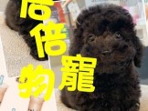 點選圖片可放大