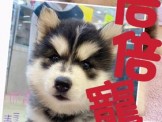 點選圖片可放大