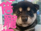 點選圖片可放大
