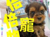 點選圖片可放大