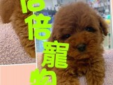 點選圖片可放大