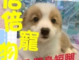點選圖片可放大