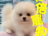 點選圖片可放大
