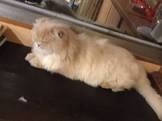 點選圖片可放大