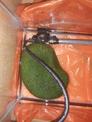 幼麝香龜2.5公分送飼料