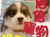 點選圖片可放大