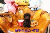 點選圖片可放大