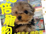 點選圖片可放大
