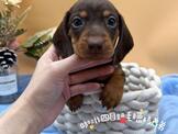 金府城名犬舍 短毛臘腸 巧克力 黑四目