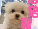 點選圖片可放大