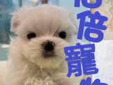 點選圖片可放大