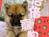 點選圖片可放大