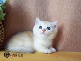 點選圖片可放大