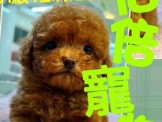 點選圖片可放大